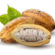 cacao